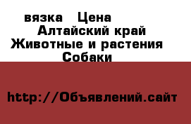 вязка › Цена ­ 1 500 - Алтайский край Животные и растения » Собаки   